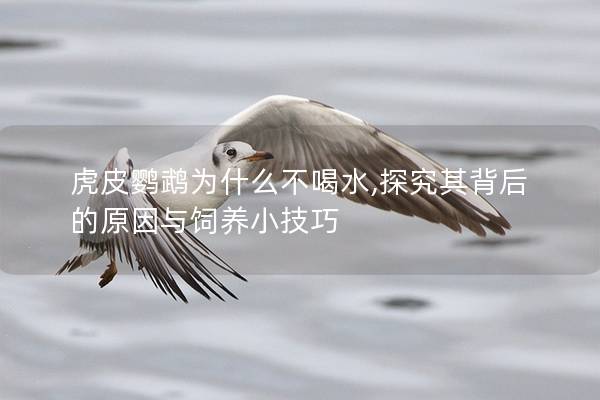 虎皮鹦鹉为什么不喝水,探究其背后的原因与饲养小技巧