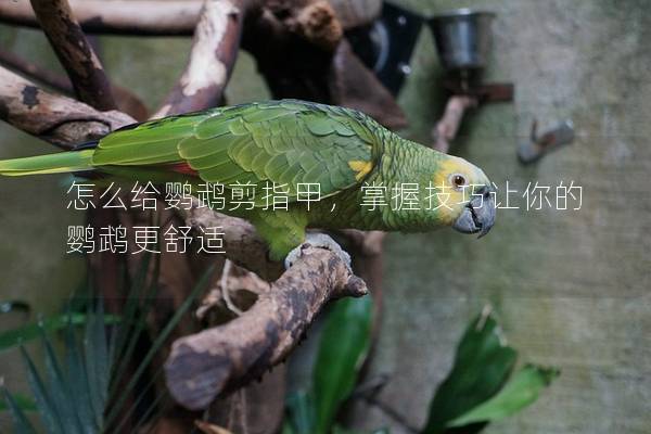 怎么给鹦鹉剪指甲，掌握技巧让你的鹦鹉更舒适