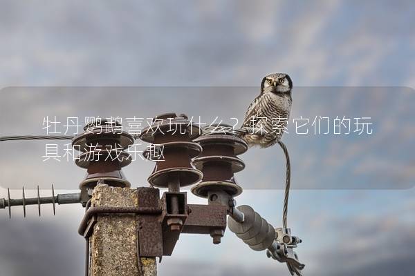 牡丹鹦鹉喜欢玩什么？探索它们的玩具和游戏乐趣