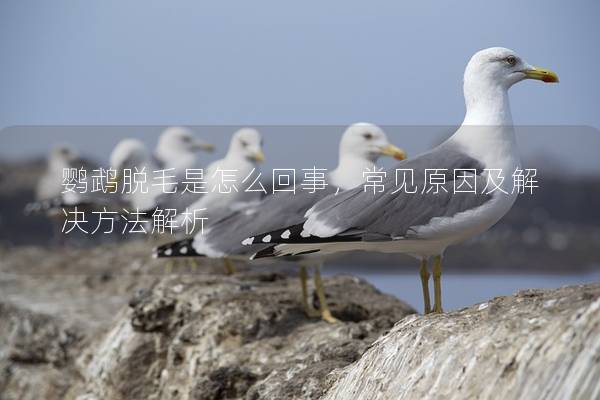 鹦鹉脱毛是怎么回事，常见原因及解决方法解析