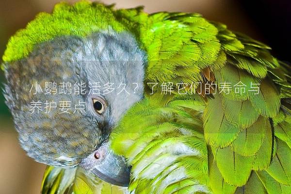 小鹦鹉能活多久？了解它们的寿命与养护要点