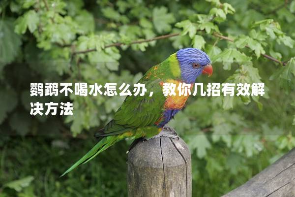 鹦鹉不喝水怎么办，教你几招有效解决方法