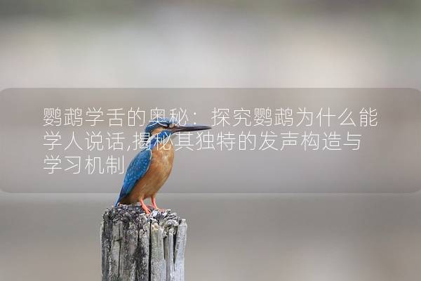 鹦鹉学舌的奥秘：探究鹦鹉为什么能学人说话,揭秘其独特的发声构造与学习机制