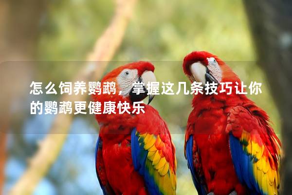 怎么饲养鹦鹉，掌握这几条技巧让你的鹦鹉更健康快乐
