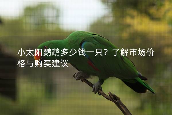 小太阳鹦鹉多少钱一只？了解市场价格与购买建议