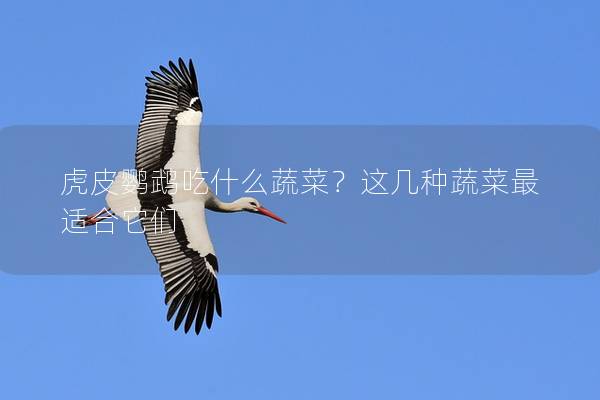 虎皮鹦鹉吃什么蔬菜？这几种蔬菜最适合它们