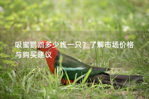 吸蜜鹦鹉多少钱一只？了解市场价格与购买建议