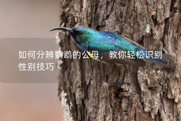 如何分辨鹦鹉的公母，教你轻松识别性别技巧