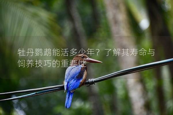 牡丹鹦鹉能活多少年？了解其寿命与饲养技巧的重要性