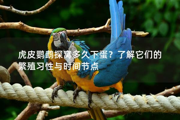 虎皮鹦鹉探窝多久下蛋？了解它们的繁殖习性与时间节点