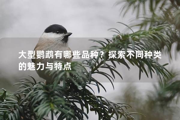 大型鹦鹉有哪些品种？探索不同种类的魅力与特点