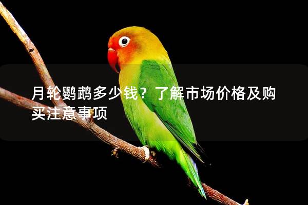 月轮鹦鹉多少钱？了解市场价格及购买注意事项