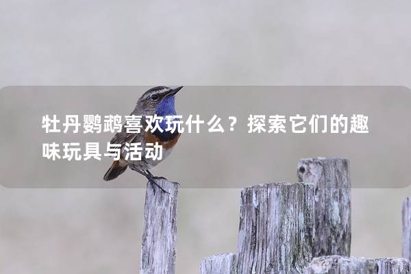 牡丹鹦鹉喜欢玩什么？探索它们的趣味玩具与活动