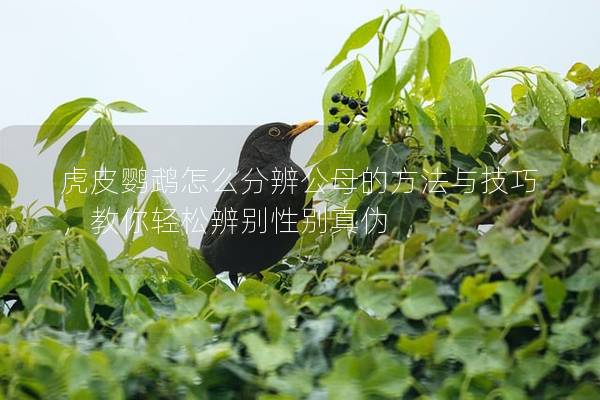 虎皮鹦鹉怎么分辨公母的方法与技巧，教你轻松辨别性别真伪