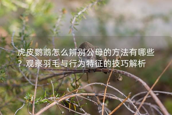 虎皮鹦鹉怎么辨别公母的方法有哪些？观察羽毛与行为特征的技巧解析