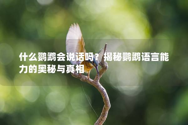 什么鹦鹉会说话吗？揭秘鹦鹉语言能力的奥秘与真相
