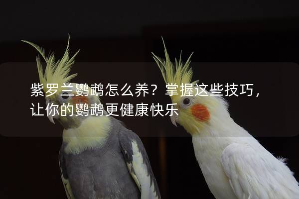 紫罗兰鹦鹉怎么养？掌握这些技巧，让你的鹦鹉更健康快乐