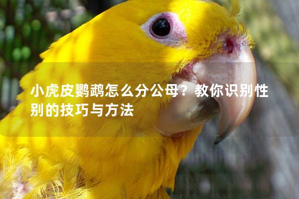 小虎皮鹦鹉怎么分公母？教你识别性别的技巧与方法