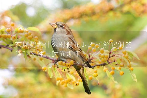 玄凤鹦鹉什么时候花叫？了解它们的鸣叫习性与时间规律