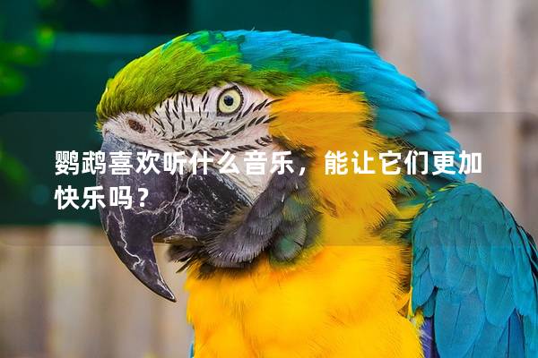 鹦鹉喜欢听什么音乐，能让它们更加快乐吗？