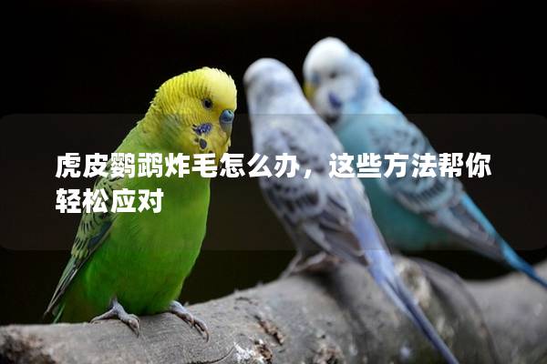 虎皮鹦鹉炸毛怎么办，这些方法帮你轻松应对