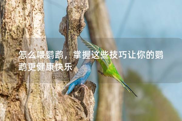 怎么喂鹦鹉，掌握这些技巧让你的鹦鹉更健康快乐