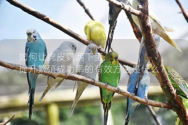 如何让虎皮鹦鹉下蛋, 提升繁殖成功率的有效方法是什么？