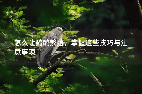 怎么让鹦鹉繁殖，掌握这些技巧与注意事项
