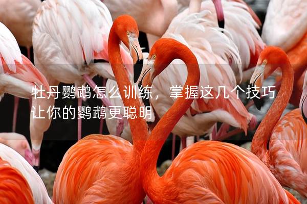 牡丹鹦鹉怎么训练，掌握这几个技巧让你的鹦鹉更聪明