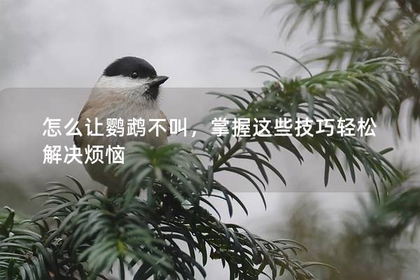 怎么让鹦鹉不叫，掌握这些技巧轻松解决烦恼