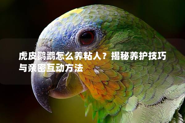 虎皮鹦鹉怎么养粘人？揭秘养护技巧与亲密互动方法