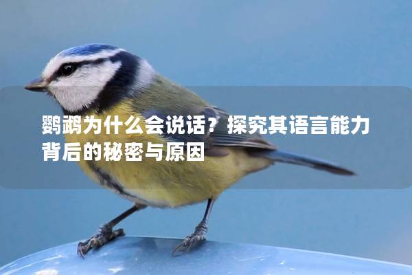 鹦鹉为什么会说话？探究其语言能力背后的秘密与原因