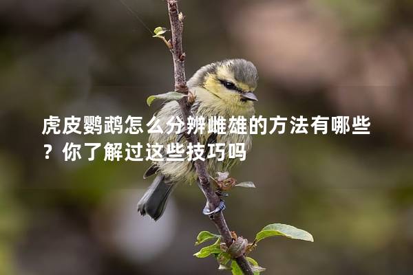 虎皮鹦鹉怎么分辨雌雄的方法有哪些？你了解过这些技巧吗