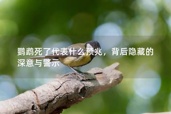 鹦鹉死了代表什么预兆，背后隐藏的深意与警示