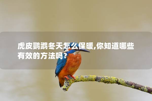 虎皮鹦鹉冬天怎么保暖,你知道哪些有效的方法吗？