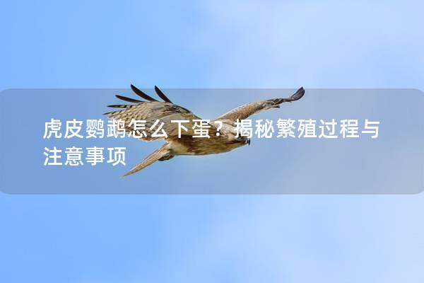 虎皮鹦鹉怎么下蛋？揭秘繁殖过程与注意事项