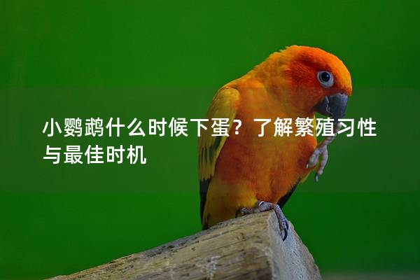 小鹦鹉什么时候下蛋？了解繁殖习性与最佳时机