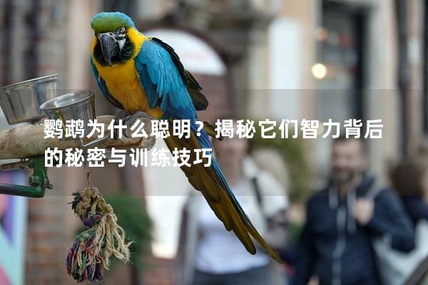 鹦鹉为什么聪明？揭秘它们智力背后的秘密与训练技巧
