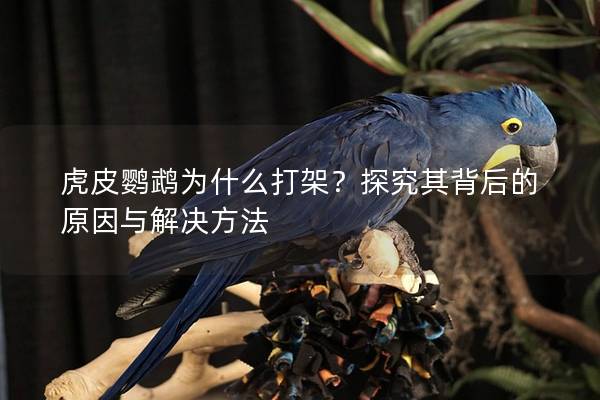 虎皮鹦鹉为什么打架？探究其背后的原因与解决方法
