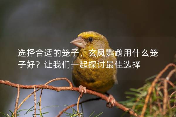 选择合适的笼子，玄凤鹦鹉用什么笼子好？让我们一起探讨最佳选择