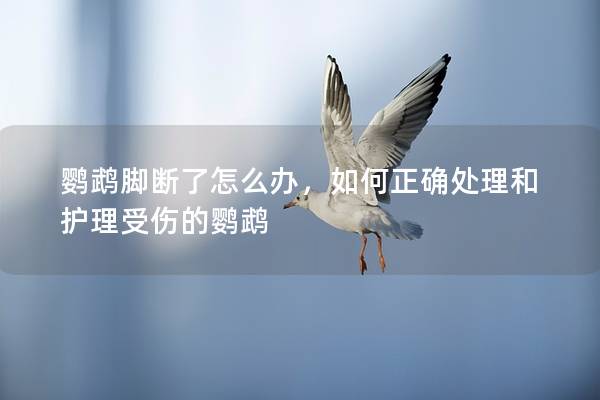 鹦鹉脚断了怎么办，如何正确处理和护理受伤的鹦鹉