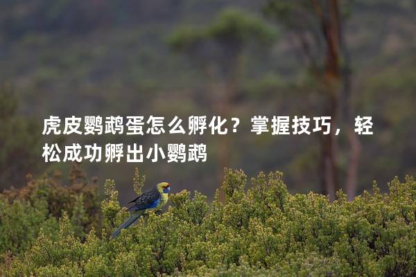 虎皮鹦鹉蛋怎么孵化？掌握技巧，轻松成功孵出小鹦鹉