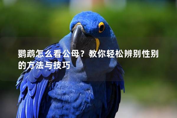 鹦鹉怎么看公母？教你轻松辨别性别的方法与技巧