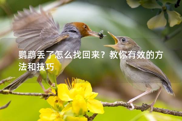 鹦鹉丢了怎么找回来？教你有效的方法和技巧