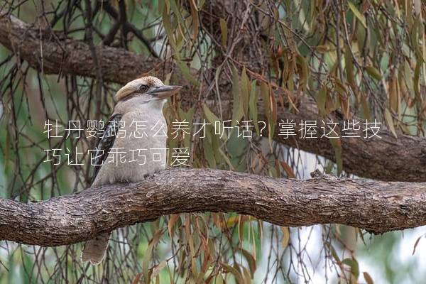 牡丹鹦鹉怎么养才听话？掌握这些技巧让它乖巧可爱