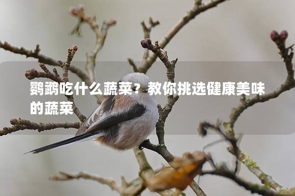 鹦鹉吃什么蔬菜？教你挑选健康美味的蔬菜