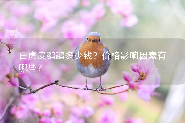 白虎皮鹦鹉多少钱？价格影响因素有哪些？
