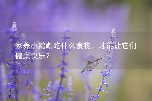 家养小鹦鹉吃什么食物，才能让它们健康快乐？