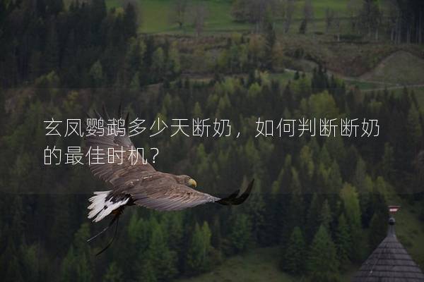 玄凤鹦鹉多少天断奶，如何判断断奶的最佳时机？