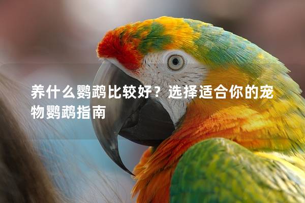 养什么鹦鹉比较好？选择适合你的宠物鹦鹉指南